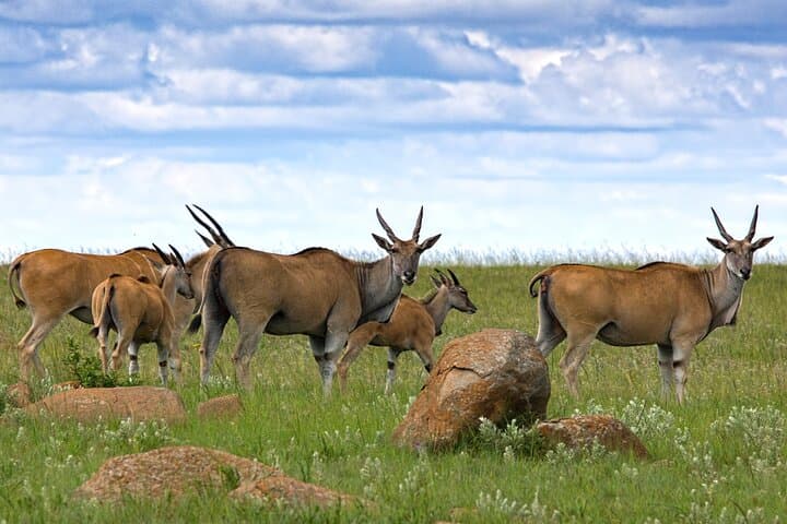 Canoe, Walk and Drive: Full-Day Arusha National Park Safari photo 4