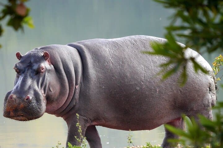 Canoe, Walk and Drive: Full-Day Arusha National Park Safari photo 5