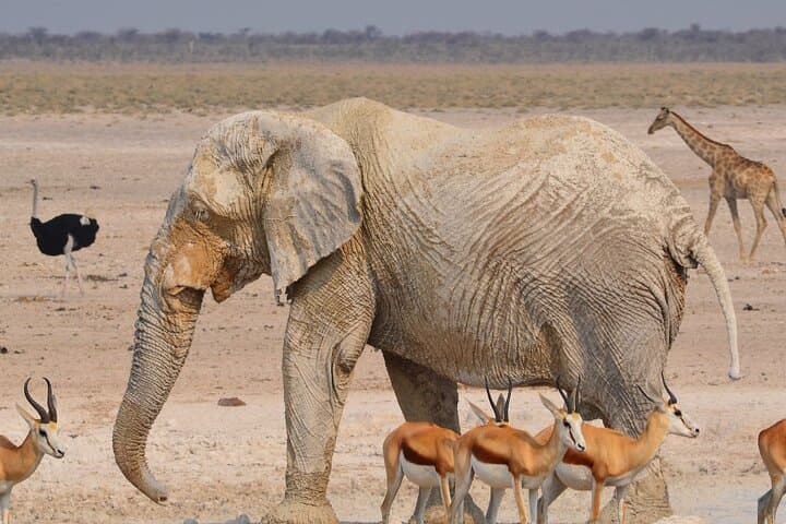Canoe, Walk and Drive: Full-Day Arusha National Park Safari photo 6