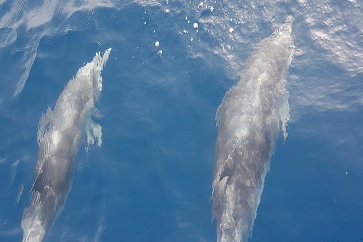3-Hour Whale-Watching & Snorkel Trip from Puerto Colón, Adeje photo 2