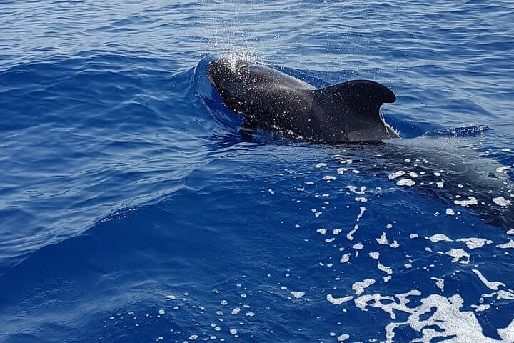 3-Hour Whale-Watching & Snorkel Trip from Puerto Colón, Adeje photo 4