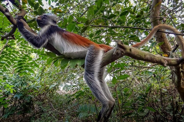 Negombo Monkey Island Lagoon Tour: 3-Hour Boat Trip to Wild Monkeys photo 3