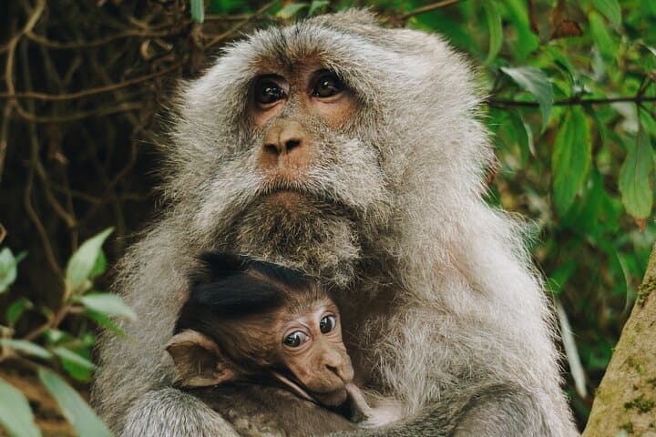 Negombo Monkey Island Lagoon Tour: 3-Hour Boat Trip to Wild Monkeys photo 4