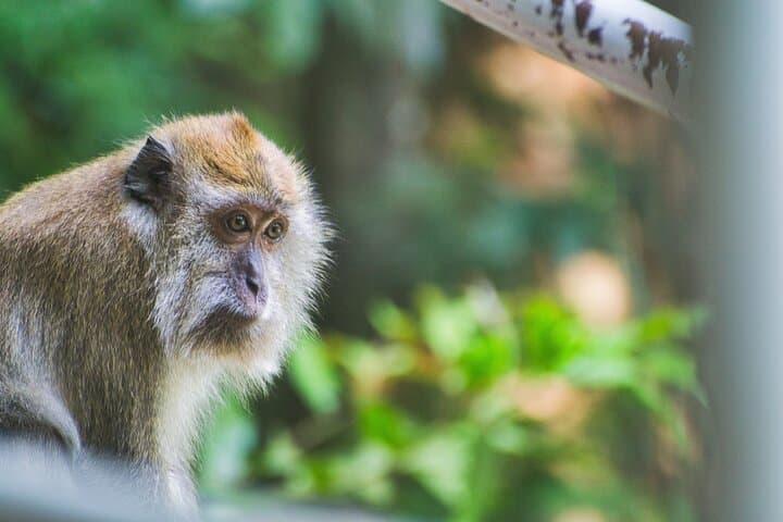 Negombo Monkey Island Lagoon Tour: 3-Hour Boat Trip to Wild Monkeys photo 5