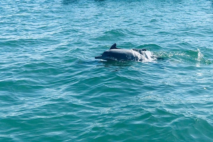 Dolphin and Whale Watching in Negombo: What to Expect on a 4‑Hour Boat Tour photo 3