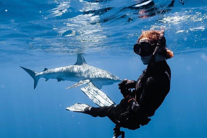 Cage-Free Shark Snorkel on Oahu's North Shore — Open-Ocean Encounters photo 2
