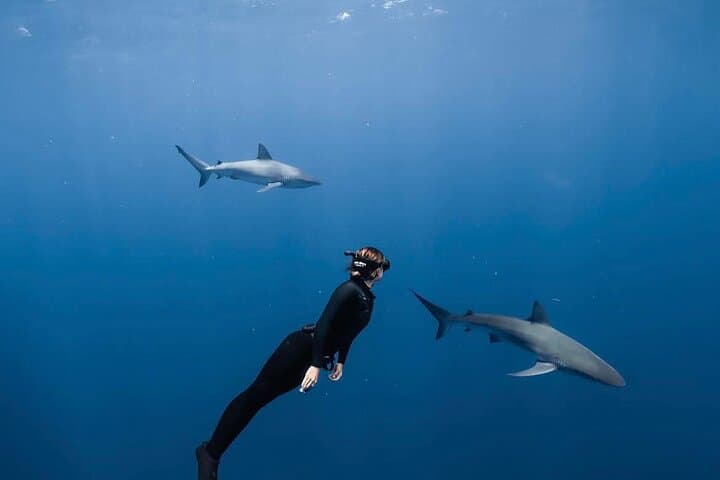 Cage-Free Shark Snorkel on Oahu's North Shore — Open-Ocean Encounters
