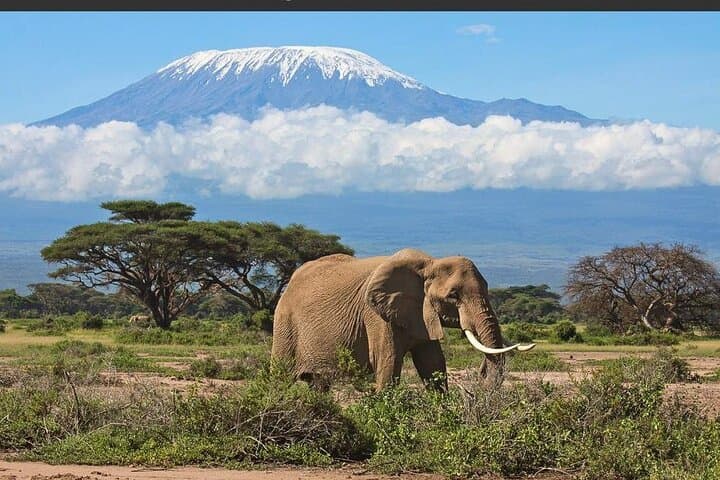 Overnight Safari to Amboseli National Park — Kilimanjaro-Backed Wildlife at AA Lodge photo 2