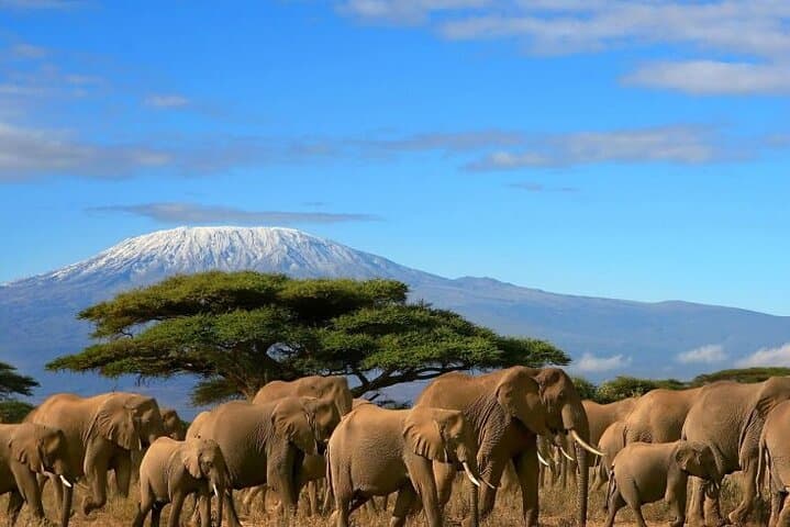 Overnight Safari to Amboseli National Park — Kilimanjaro-Backed Wildlife at AA Lodge photo 4