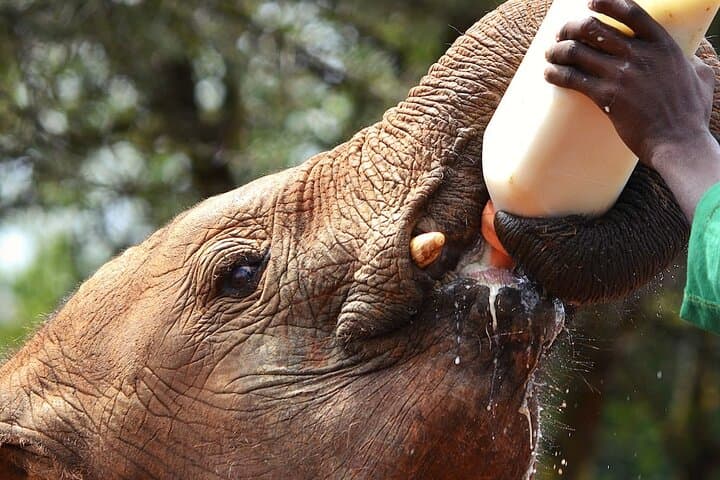 Make the Most of Your Nairobi Layover with a Private Stopover Tour photo 2