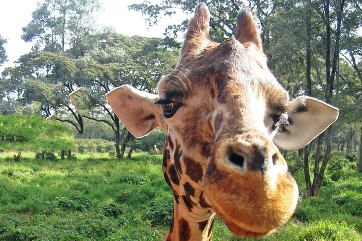 Make the Most of Your Nairobi Layover with a Private Stopover Tour photo 4