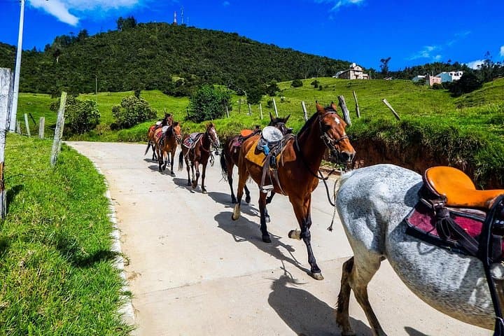 Horseback Riding in Cocora Valley & Salento: Wax Palms, Coffee Farms, and Andean Views photo 4