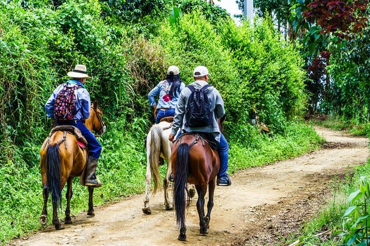 Horseback Through Cocora Valley: Salento Day Ride Among Wax Palms photo 2