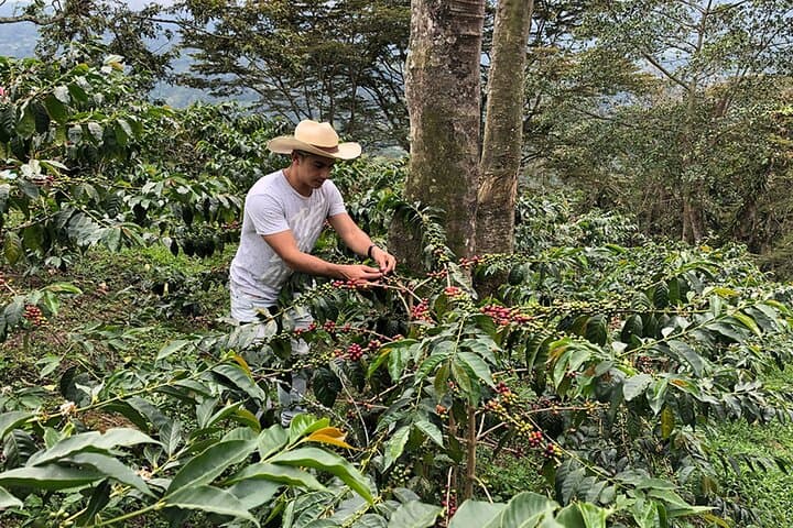 Coffee Farm and Salento Walking Tour — Plant, Pick and Taste in Colombia’s Coffee Triangle