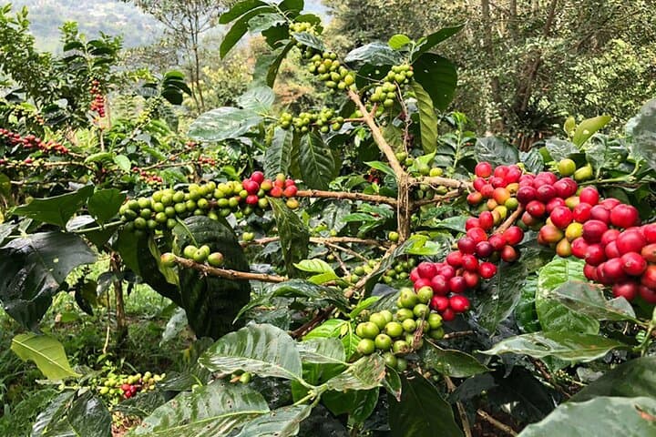 Coffee Farm and Salento Walking Tour — Plant, Pick and Taste in Colombia’s Coffee Triangle photo 2