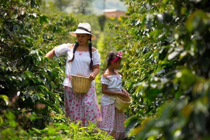 Coffee Farm and Salento Walking Tour — Plant, Pick and Taste in Colombia’s Coffee Triangle photo 5
