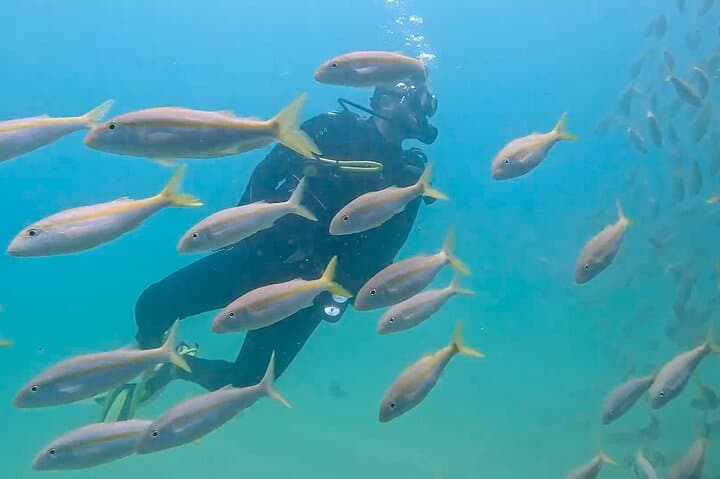 Two-Tank Dive in Cabo San Lucas: Explore The Corridor Marine Park photo 6