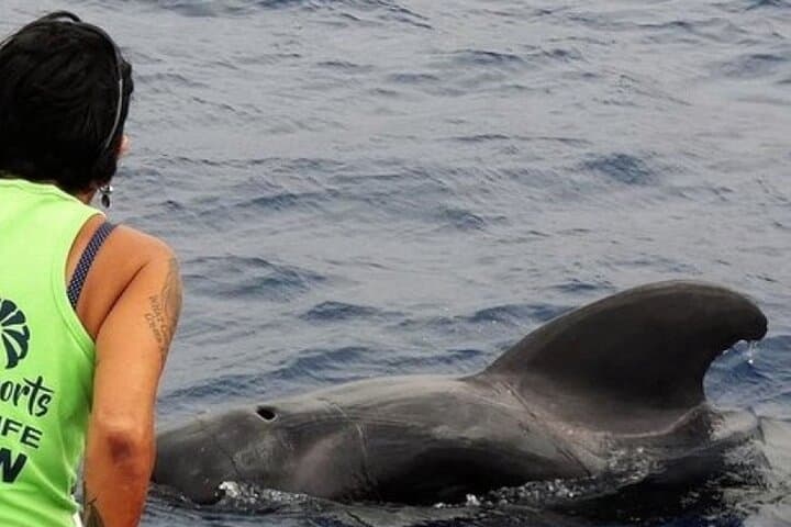 Los Cristianos No-Chase Whale & Dolphin Cruise Aboard the Bahriyeli