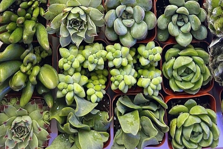 Terrarium Making with Cats in New York City — 2-Hour Workshop & Cat Café Experience