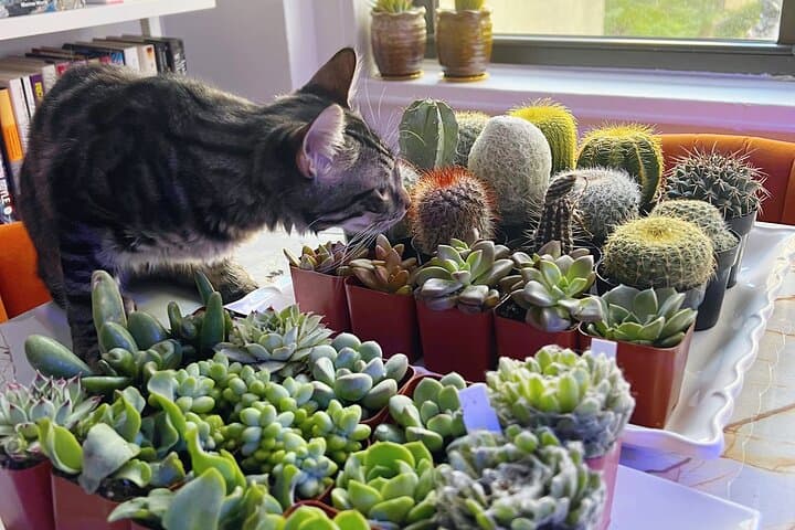 Terrarium Making with Cats in New York City — 2-Hour Workshop & Cat Café Experience photo 3