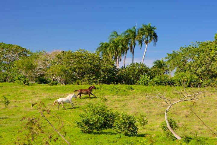 Discover the Authentic Essence of Higüey on a Half Day Tour photo 2