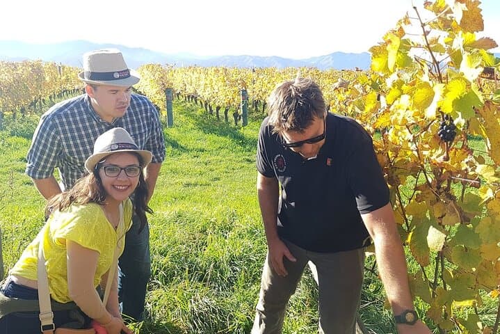 Taste Marlborough: Private Guided Wine Tour from Picton
