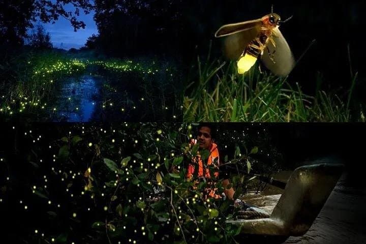 Kuala Selangor Fireflies & Silver-Leaf Monkey Gazing Tour — Night Boat Ride and Bukit Melawati Visit