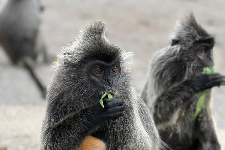 Kuala Selangor Fireflies & Silver-Leaf Monkey Gazing Tour — Night Boat Ride and Bukit Melawati Visit photo 4