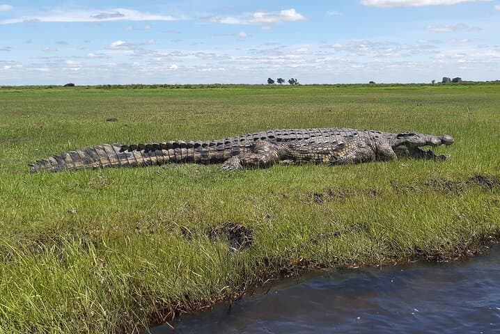 5-Day Victoria Falls & Chobe Safari: Zambezi Sundowners, Rainforest Walks and Full-Day Game Drives photo 6