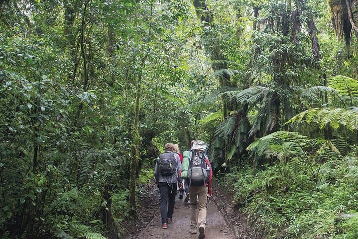 Day Hike to Mandara Hut on Kilimanjaro’s Marangu Route — A One-Day Trek Preview photo 6