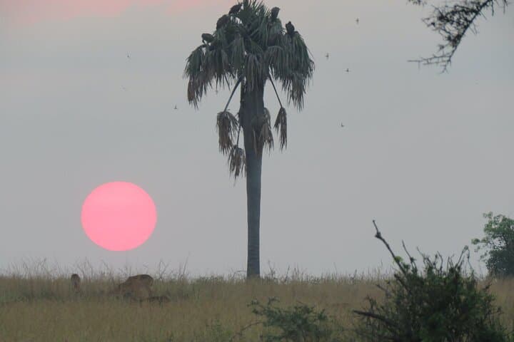 3-Day Murchison Falls Safari: Game Drives, Nile Boat Cruise & Rhino Trek