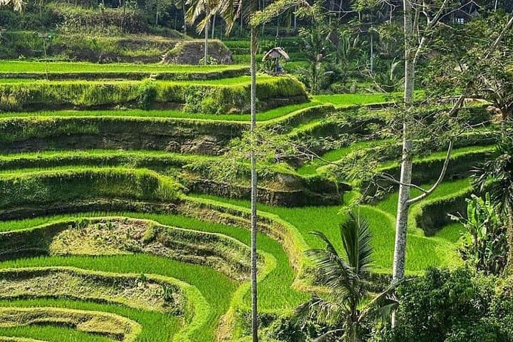 Ubud Day Tour: Waterfalls, Tegalalang Rice Terraces & Local Night Market photo 4