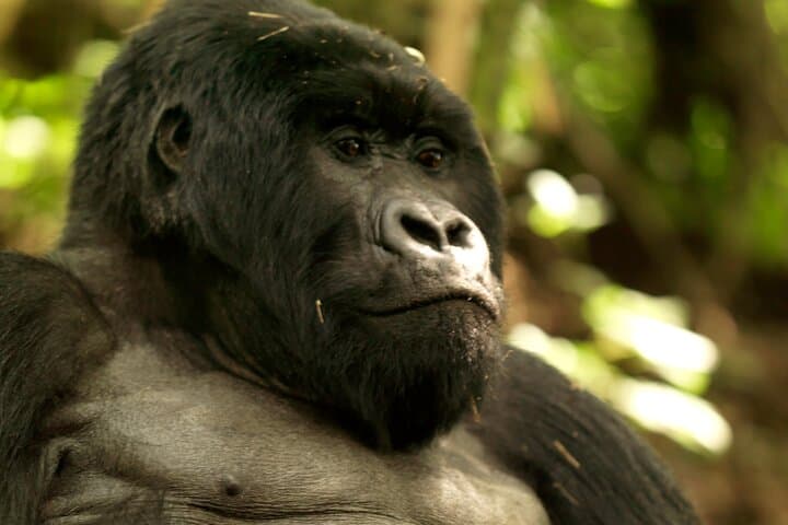 3-Day Private Golden Monkey Trek in Volcanoes National Park, Rwanda