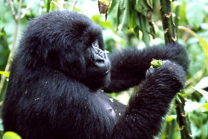 3-Day Private Golden Monkey Trek in Volcanoes National Park, Rwanda photo 2