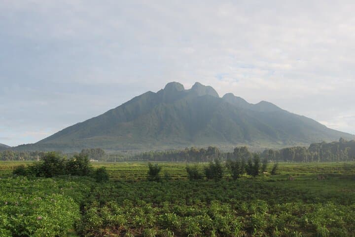 3-Day Private Golden Monkey Trek in Volcanoes National Park, Rwanda photo 4