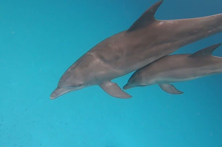 Mnemba Dolphins Snorkeling & Nungwi Turtle Swim — Full-Day Tour with Sunset