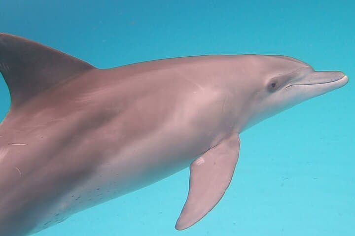 Mnemba Dolphins Snorkeling & Nungwi Turtle Swim — Full-Day Tour with Sunset photo 2