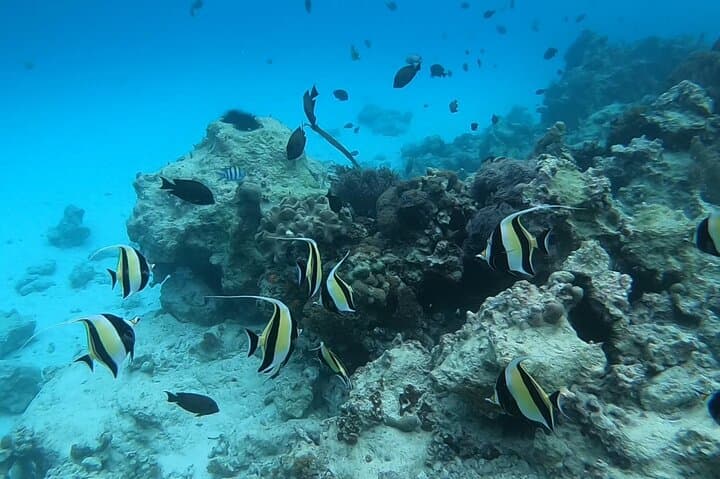 Mnemba Dolphins Snorkeling & Nungwi Turtle Swim — Full-Day Tour with Sunset photo 6