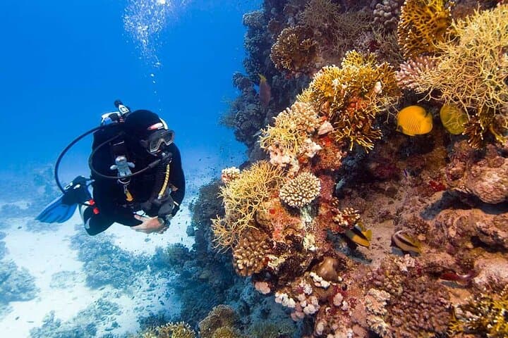 Catalina Island Diving Tour: Two Scuba Dives from Punta Cana with Lunch photo 3