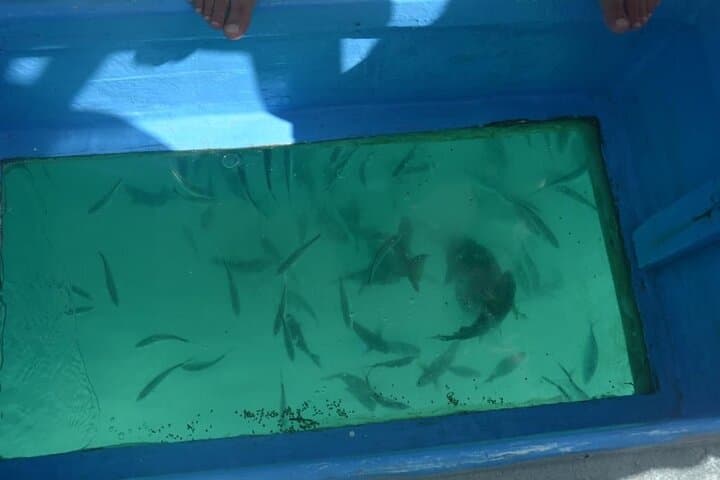 Explore Under the Sea without Getting Wet: Glass Boat Tour in Punta Cana photo 3