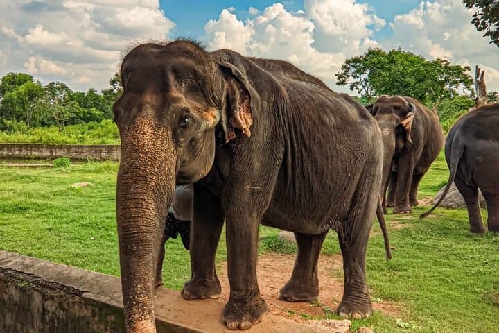 Bhubaneswar in a Day — Temples, Caves, Wildlife and Local Flavors photo 2