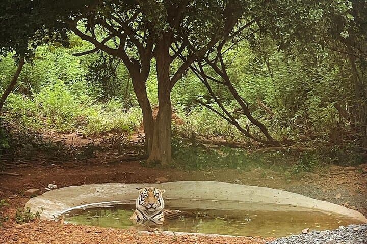 Bhubaneswar in a Day — Temples, Caves, Wildlife and Local Flavors photo 3