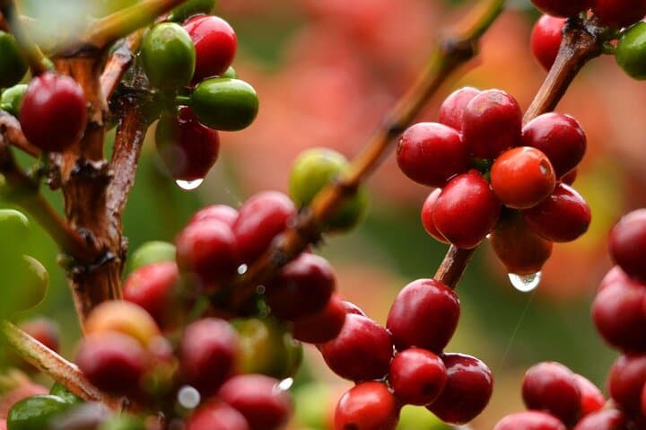 Coffee Plantation Tour in Sámara — Reserva El Toledo Tasting & Farm Visit photo 2