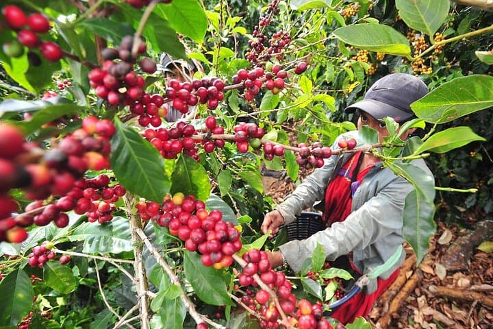 Coffee Plantation Tour in Sámara — Reserva El Toledo Tasting & Farm Visit photo 3