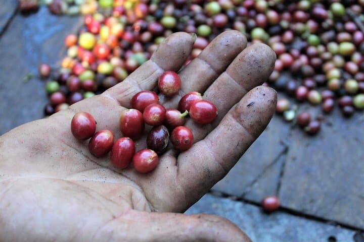 Coffee Plantation Tour in Sámara — Reserva El Toledo Tasting & Farm Visit photo 5