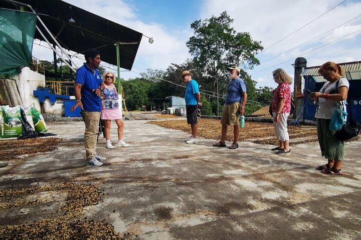 Coffee Plantation Tour in Sámara — Reserva El Toledo Tasting & Farm Visit photo 6