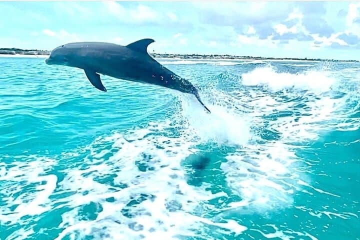 Half-Day Snorkel from Providenciales to Half Moon Bay and Iguana Island photo 4