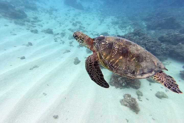Certified Scuba Diving in Maunalua Bay, Honolulu — Deep Wreck & Reef Tours photo 2