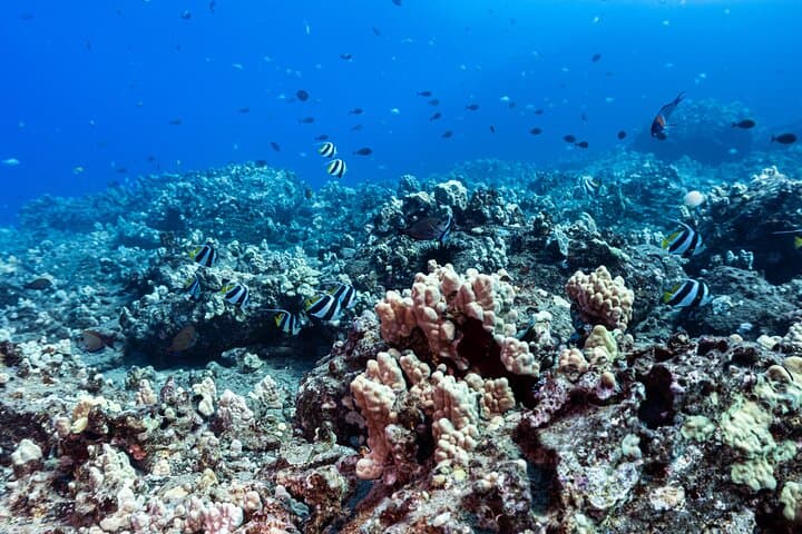 Certified Scuba on Oahu: Two Shallow Reef Dives from Maunalua Bay photo 4