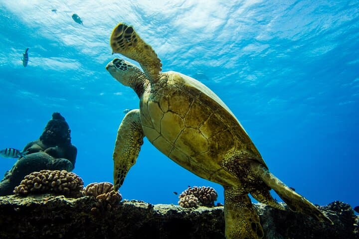 Discover Turtles and Reefs: Try Scuba Diving in Oahu's Maunalua Bay photo 4